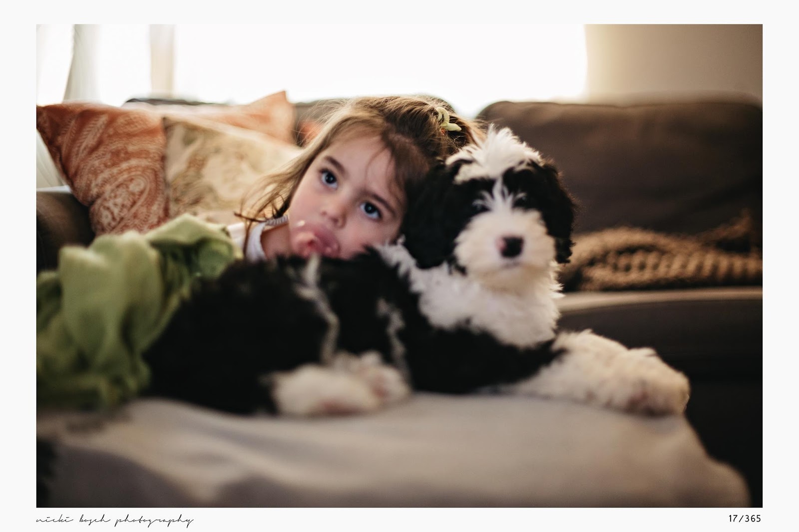 What is a sheepadoodle?